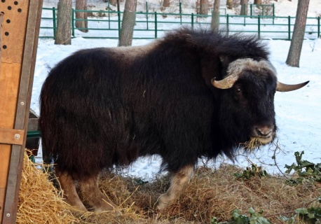 Jedyny w Polsce piżmowół arktyczny zamieszkał w gdańskim zoo