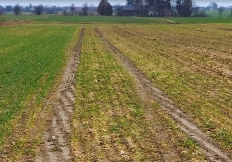 Sprawdź czy oziminy przeżyły