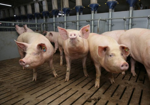 Polska wieprzowina pod podwójną presją: globalną i lokalną