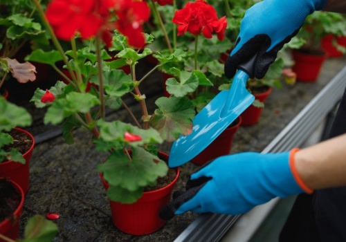 Obierz, wysusz i wsyp do doniczki. Wzmocnisz rośliny, które bujnie rozkwitną