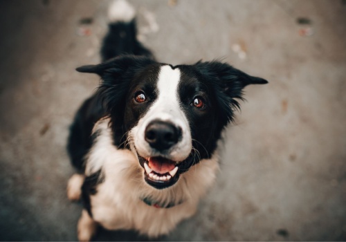 Pomoc dla właścicieli psów w trudnej sytuacji