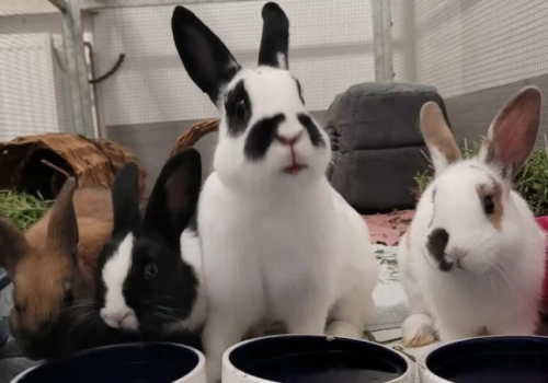 Króliki żyły bez jedzenia i wody. Zostały odebrane i są już gotowe do adopcji