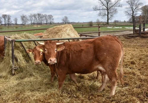 Bydło tanieje w Niemczech. Sprawdzamy aktualne ceny skupu w Polsce