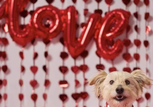 Walentynkowa akcja adopcyjna „Psinder i Kocinder”