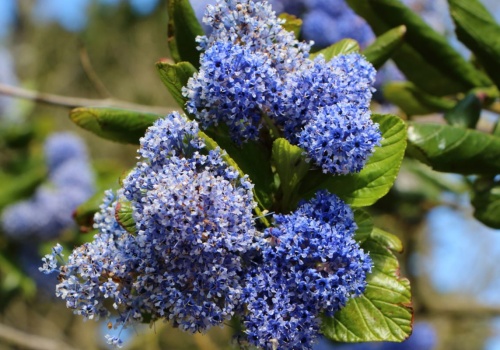 Piękniejszy nawet od hortensji. Ten krzew miesiącami zalewa ogród błękitnymi kwiatami