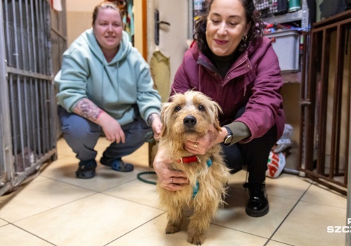 Apel szczecińskiego TOZ dot. psich i kocich adopcji
