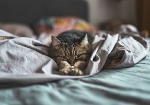 Co kot robi nocą, gdy gasisz światło? Prawda zaskakuje wielu opiekunów