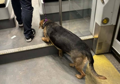 Zagubiony pies przejechał pół miasta tramwajem