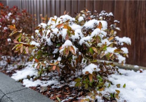 Zima niszczy ogród po cichu. Problem wraca co roku, bo ogrodnicy źle odczytują jeden sygnał