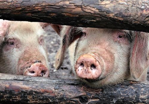 Podwójny cios w producentów świń. Branża bije na alarm