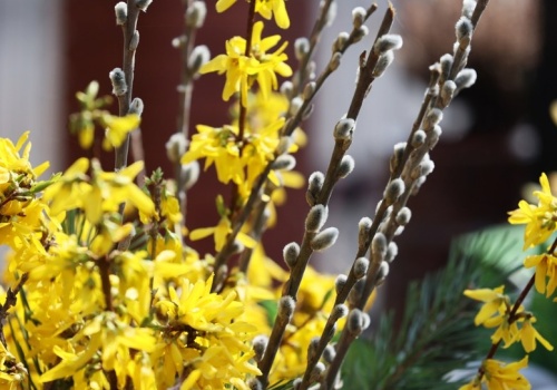 Przynieś z ogrodu i włóż do wazonu. Zakwitną, mimo mrozu