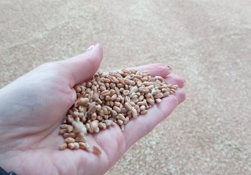 Własne ziarno czy materiał kwalifikowany?