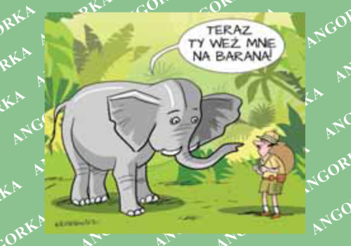 Koniec brutalnej tresury. Bali Zoo kończy przejażdżki na słoniach