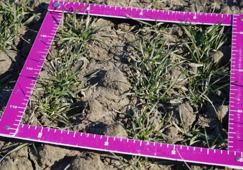 Azot na start: łatwo policzyć, trudniej trafić w moment. Profesor ostrzega rolników