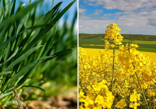 Boskalid w płynie w zbożach i rzepaku
