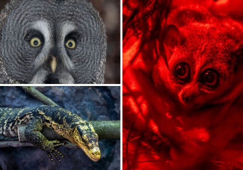 Nowi lokatorzy łódzkiego Orientarium. Maluch, łowca, waran i nocny akrobata