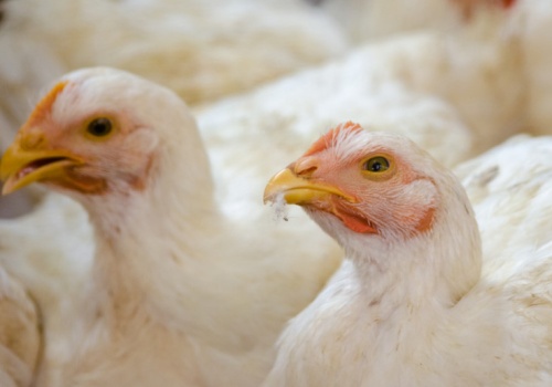 Rzekomy pomór drobiu w Mazowieckim. Ważna decyzja wojewody