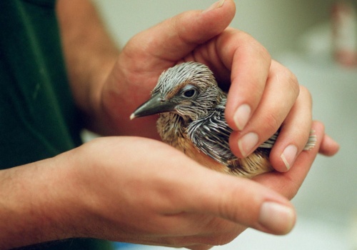 W Warszawie powstał pierwszy na świecie „ptakomat”. Ma ułatwić niesienie pomocy rannym dzikim ptakom