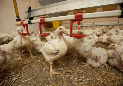 GIW aktualizuje mapę rzekomego pomoru drobiu: nowe ogniska ND w kilku województwach