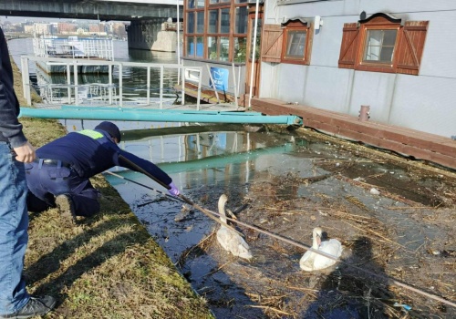 Interwencja nad Wisłą. Strażnicy pomogli uwięzionym łabędziom