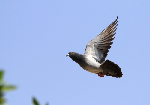 Zdalnie sterowane ptaki? Rosyjski projekt wchodzi na bardzo cienki lód