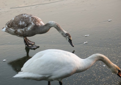 Dziesiątki martwych łabędzi w jednym regionie. Co się dzieje?
