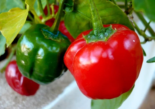 Jeśli nie posiejesz teraz, papryka nie zdąży owocować. Sprawdź termin