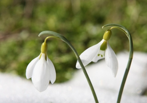 Przedwiośnie. Co teraz kwitnie i dlaczego przyroda wariuje?