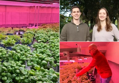 500 świń zniknęło. W chlewni uprawiają dziś bazylię