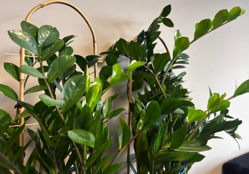 Zrobiłam to w lutym. Zamiokulkas „obudził się” po zimie i zaczął rosnąć jak szalony