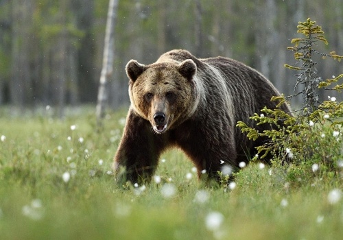 Będzie można strzelać do niedźwiedzi gumowymi kulami? Projekt w Sejmie