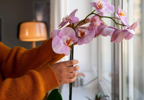 Wsyp pół łyżeczki do doniczki. Po 3 tygodniach storczyk rusza z pąkami