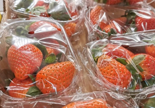 Egipt nową potęgą na rynku owoców premium. Co to znaczy dla jagodowej branży?