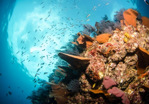 Rafy koralowe doświadczają groźnego blaknięcia