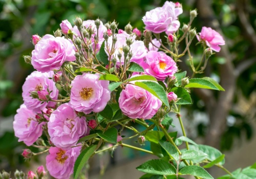 Przycinanie róż w lutym to klucz do morza kwiatów. Jeden błąd zmieni krzew w splątany gąszcz