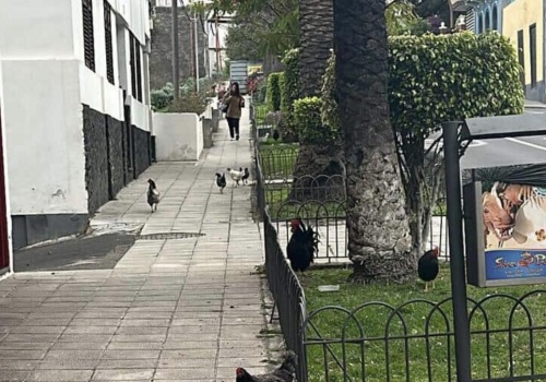 Kogucie pieje nie dają spać mieszkańcom Icod de los Vinos