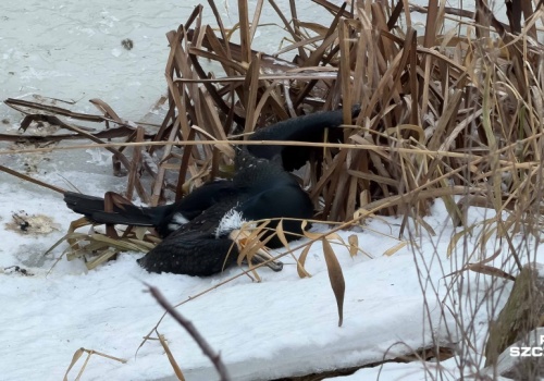 Ptasia grypa zbiera żniwo