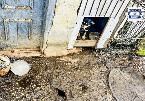 Pietrowice Wielkie. 66-latek odpowie za znęcanie się nad zwierzętami