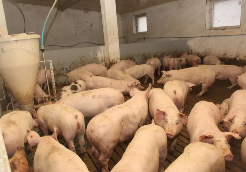 Ceny tuczników (12.02.2026): wreszcie podwyżki i lepsze prognozy! Ile płacą ubojnie?