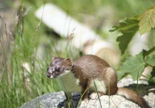 Włosi sięgnęli po niego podczas igrzysk w Cortinie. U nas to rzadkość