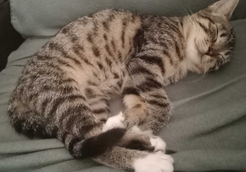 Dzień Kota w schronisku