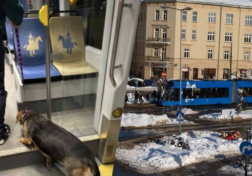 Do tramwaju w Krakowie wsiadł pies. Na pomoc ruszyła osoba kierująca pojazdem