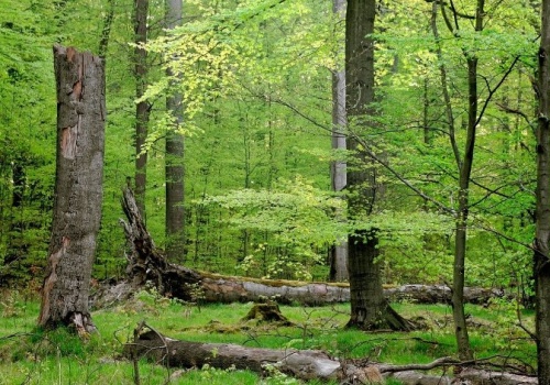 To największy kompleks leśny w Polsce. Mało kto wie, gdzie się znajduje
