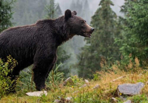 Gumowymi kulami w niedźwiedzie i żubry. Projekt Polski 2050