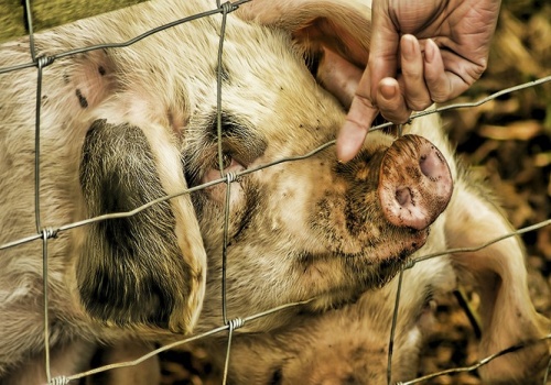 Tuczniki odbijają. Ceny w górę, ale do poziomów sprzed roku wciąż daleko