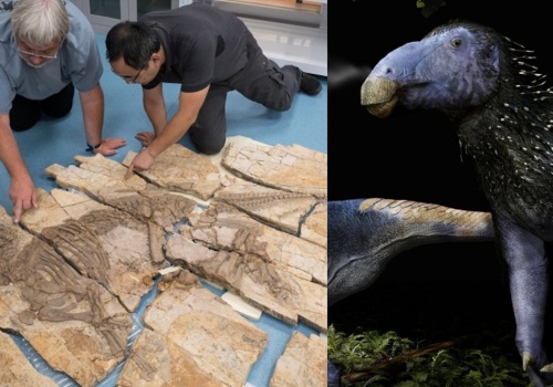 Różne rzeczy znajdowano na ciele dinozaurów. To jest coś nowego