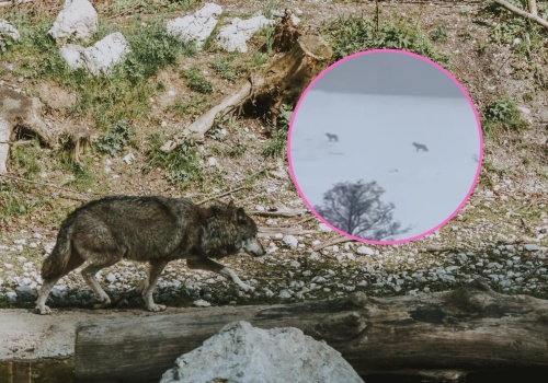 Wilki podchodzą pod domy! Wataha krążyła tuż obok zabudowań, rodzice zaniepokojeni