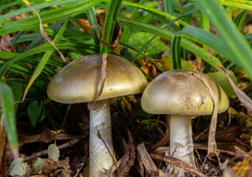 Bezprecedensowa sytuacja w USA. Tragiczna statystyka w jednym ze stanów