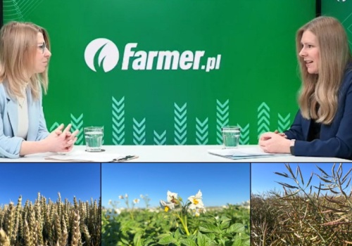 Plony pszenicy mogą spaść nawet o 16% przy realizacji scenariusza regulacyjnego