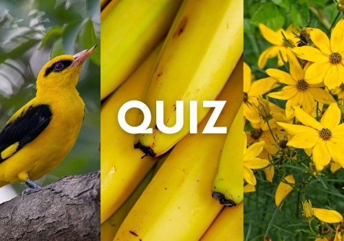 Żółty quiz wiedzy to nie jest proste zadanie. Tylko geniusze mają szanse